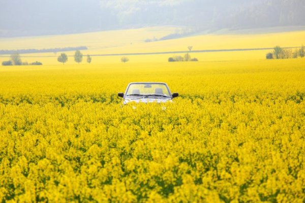 E30 235i Cabrio "im" Rapsfeld