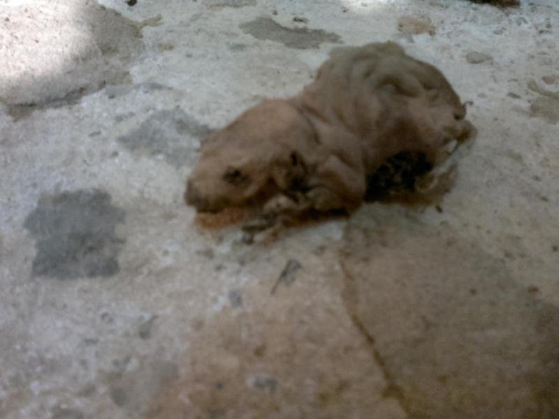 Ne Tote Ratte hab ich auch gefunden! Ne Tote Maus konnte ich Einsaugen, aber die Ratte war eindeutig zu Groß!!!