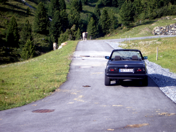 E30 Cabrio und Kühe von hinten ;)