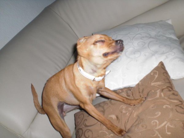 Da sieht er fast aus wie ein kleiner Pitbull :-D