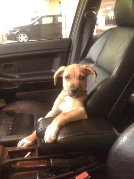 Mein Hund beim Autofahren !!!!