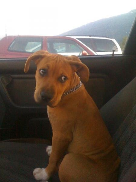 hund im Auto