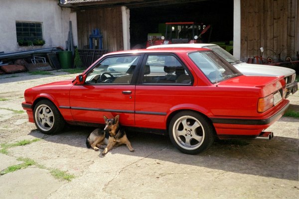 Die besten Freunde des Menschen