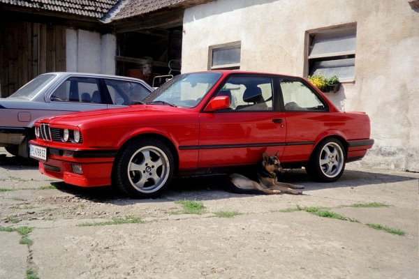 Der Menschen bester Freunde