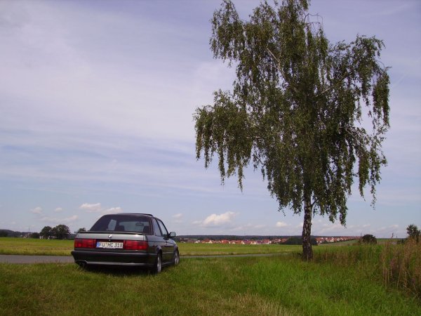 Heckansicht neben Baum