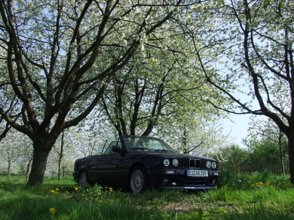 E30 im Kirschbaumfeld