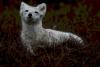 A laska Arctic Fox, Prudhoe Bay.jpg