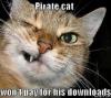 Pirate_Cat.jpg