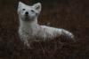 org. Alaska, Arctic Fox, Prudhoe Bay.jpg