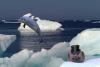 zobel-delphin-arktis.jpg