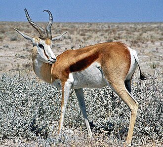 Springbock.jpg